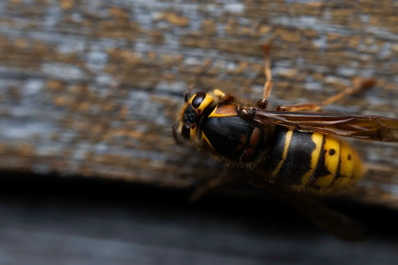 Attic Hornet Removal