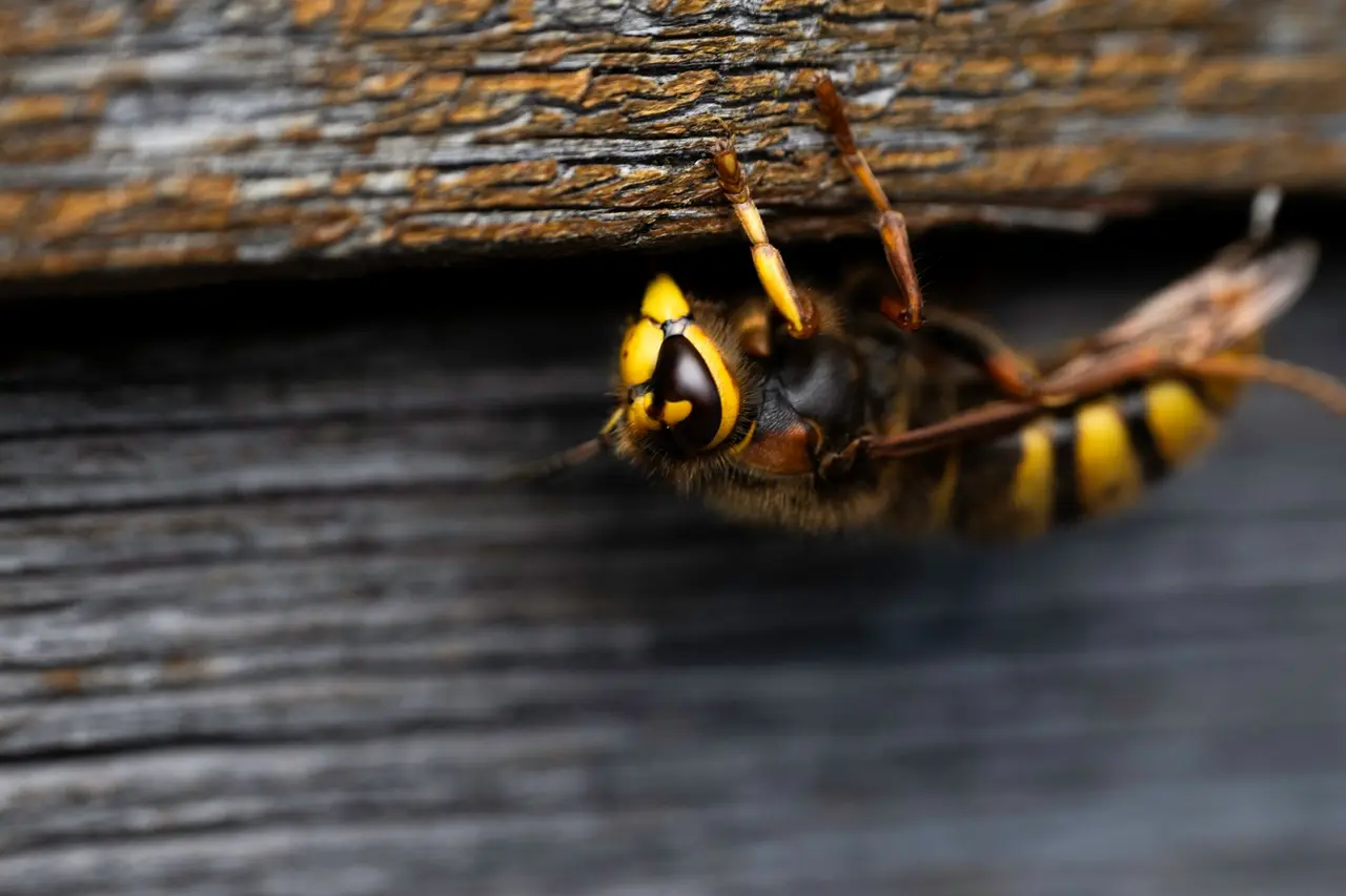 Chimney Hornet Removal