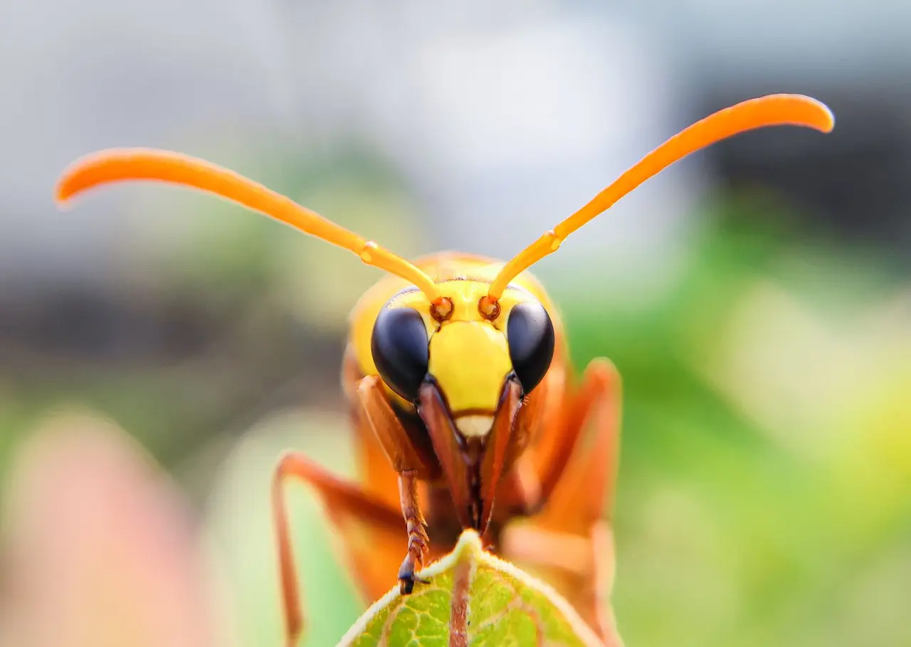 Commercial Hornet Removal