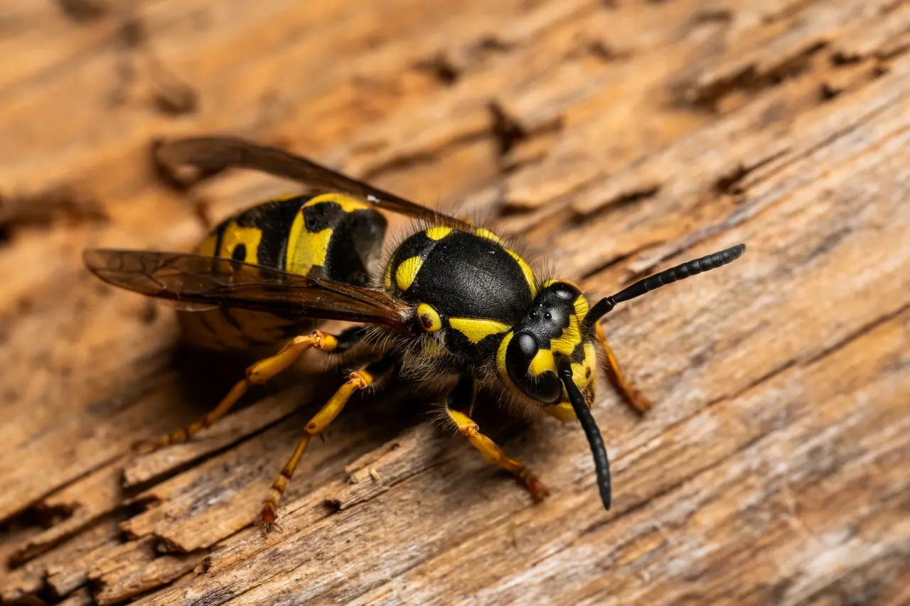 Deck and Porch Hornet Removal