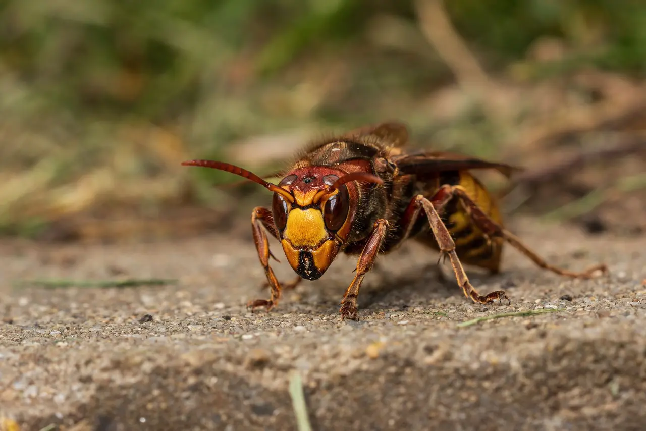 Ground Hornet Removal