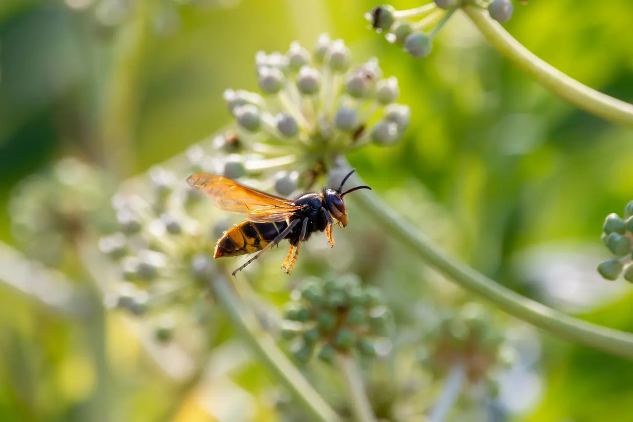 Hornet Control