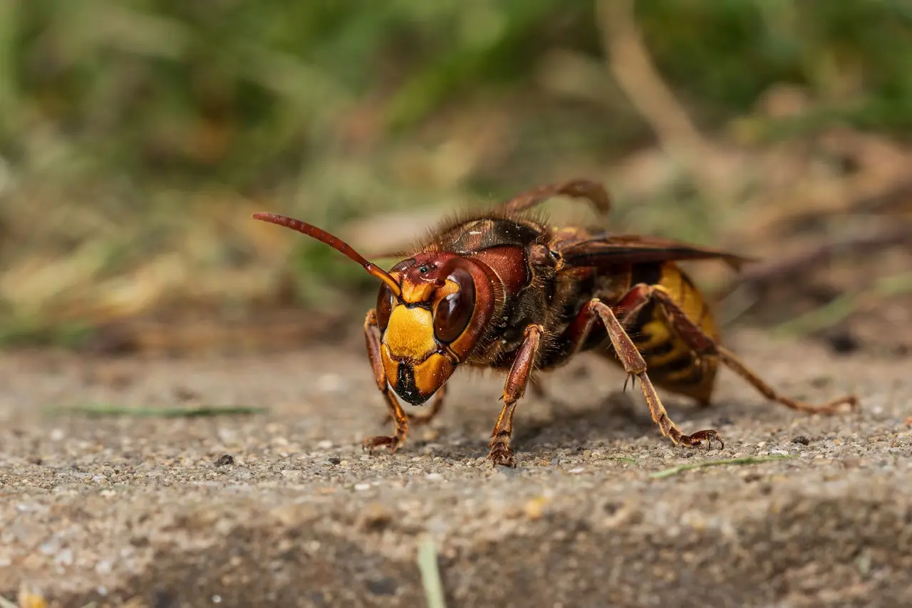 Hornet Extermination