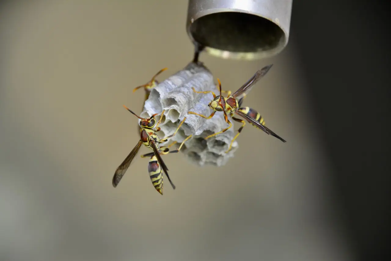 Hornet Hive Removal
