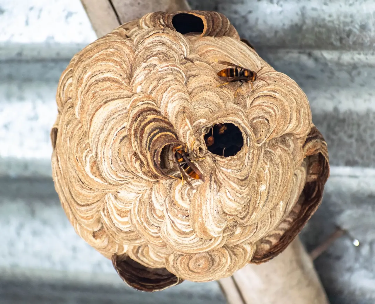Hornet Nest Elimination
