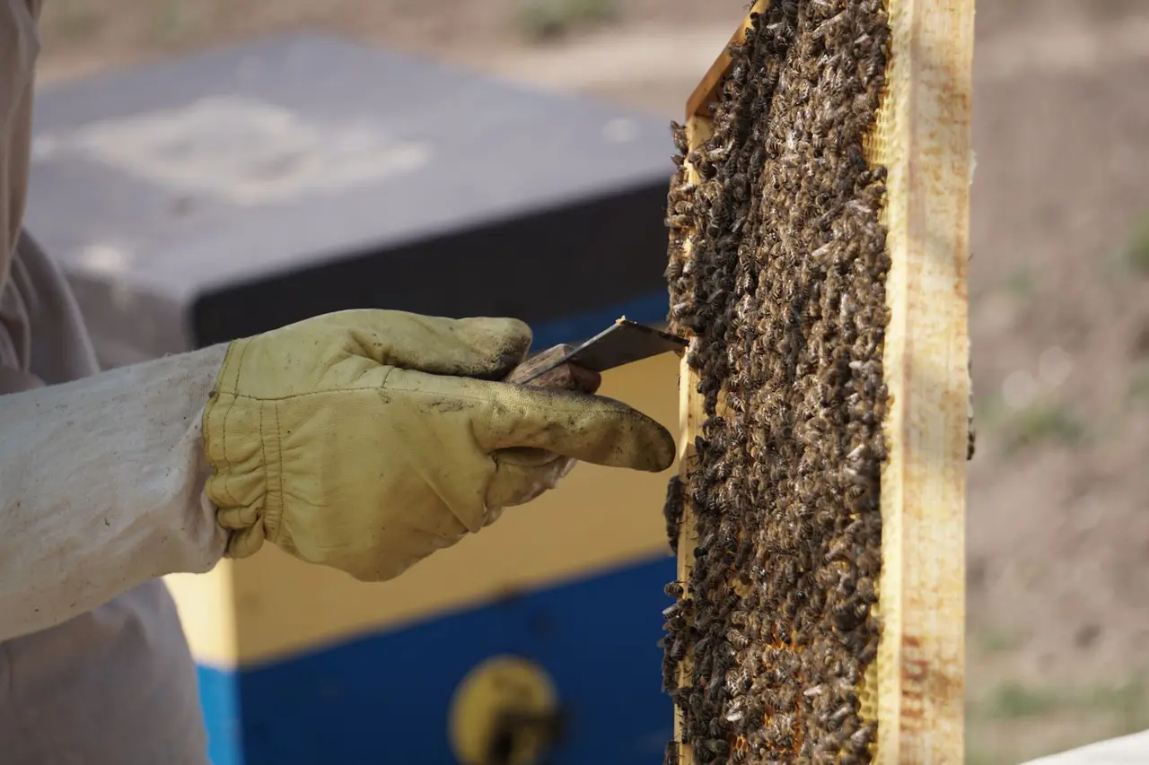Hornet Swarm Removal