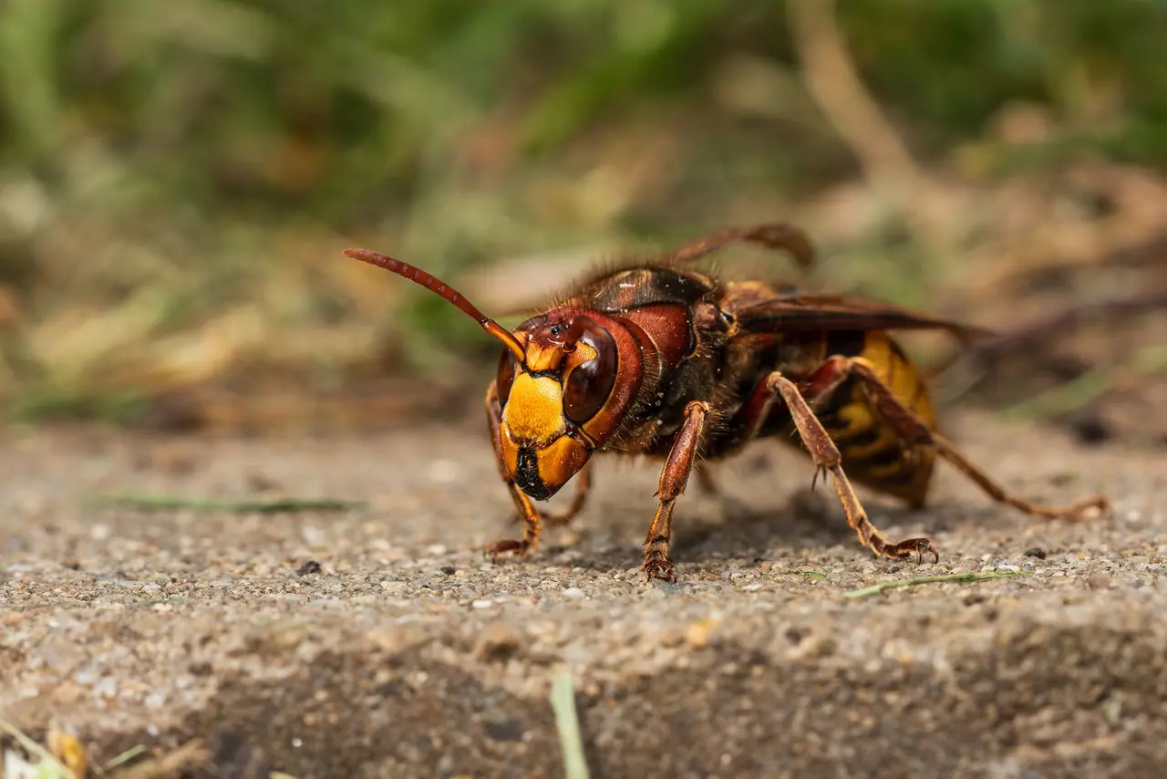 Residential Hornet Removal