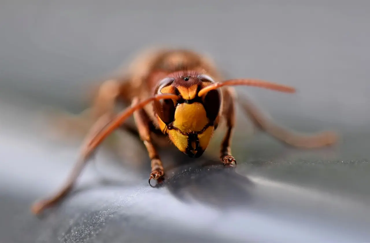 Shed and Garage Hornet Removal