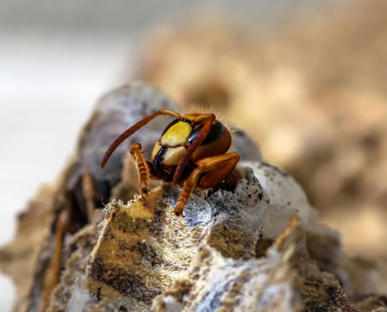Tree Hornet Removal