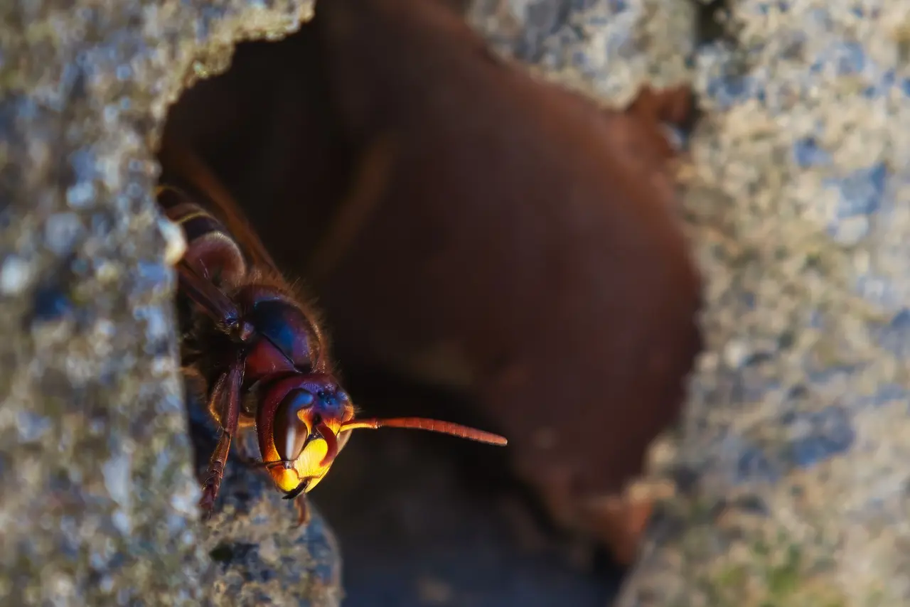 Wall Cavity Hornet Removal